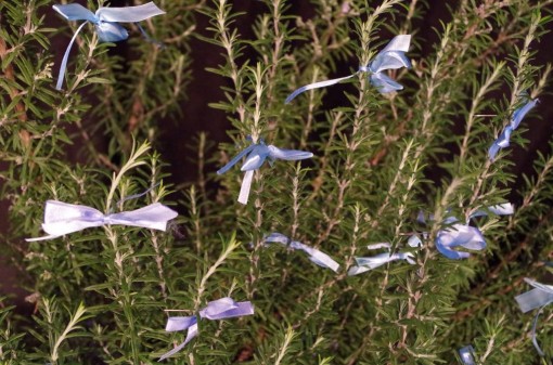 10899962_778854748860271_6723017757779704228_o