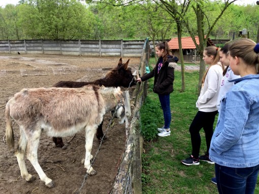 Bauernhof_der_Familie_Reisz5