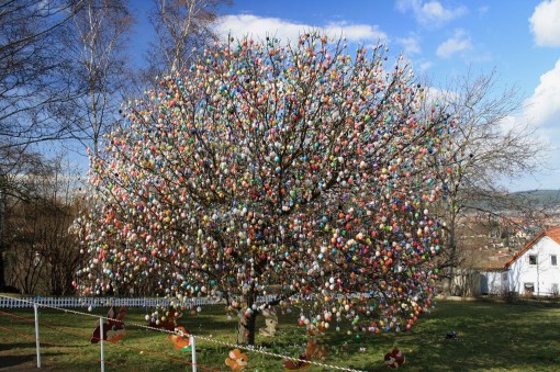 Eierbaum-Saalfeld-2009