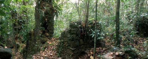 SAAR TIJUCA rEGENWALD8374