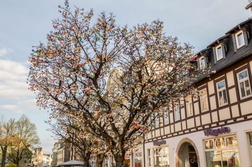Saalfelder_Eierbaum_2017